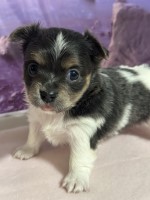 Tammy’s Tiny Tots Chihuahuas Chihuahua breeder