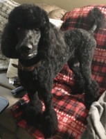 Lesia - Poodle Standard Stud