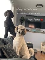 Wanda Hynes - Poodle Standard Stud