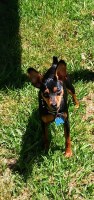 Heidi - Miniature Pinscher Stud