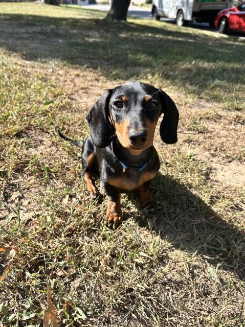 Dachshund Stud 31934