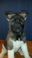 Bridget or Gary - Akita Breeder Akita breeder