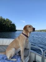 Chelsea Ketterer - Labrador Retriever Stud