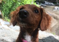 Hannah Mason - Goldendoodle Stud