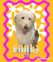 Eve - Goldendoodle Stud