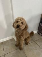 Amy - Goldendoodle Stud