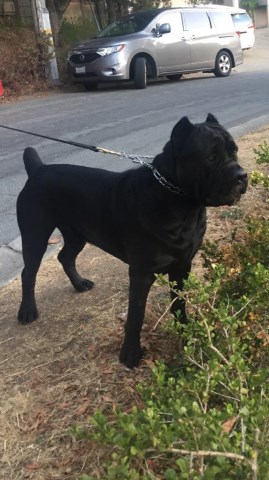 Cane Corso Stud 27290