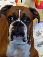 Bruno - Boxer Stud