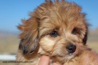 Cafe Au Lait Aussiedoodles Miniature Australian Shepherd breeder