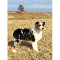Sapphire Aussies Australian Shepherd Dog breeder