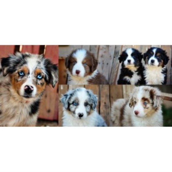 Australian Shepherd Dog Breeder 21831