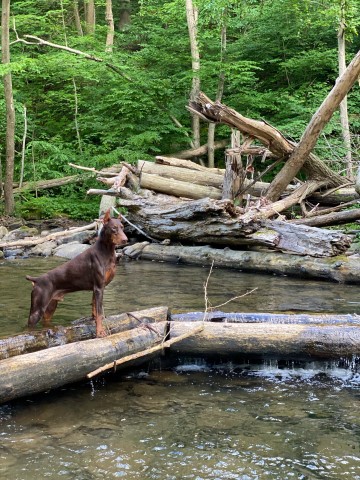 Doberman Pinscher Stud 25922