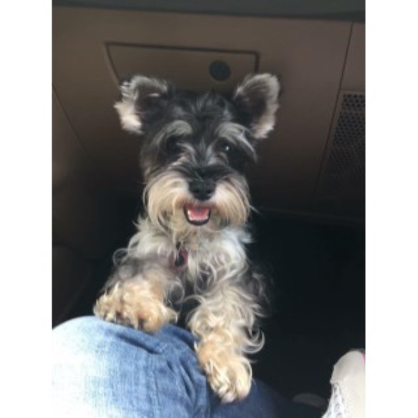 Stony Point Schnauzers Miniature Schnauzer Breeder In