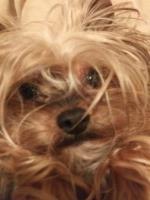 Jeremy Schultz - Yorkshire Terrier Stud