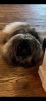 Susan - Pekingese Stud