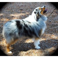 Azstaraussies Miniature Australian Shepherd breeder