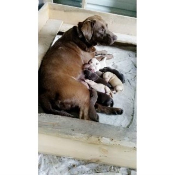 Labrador Retriever Breeder 25181
