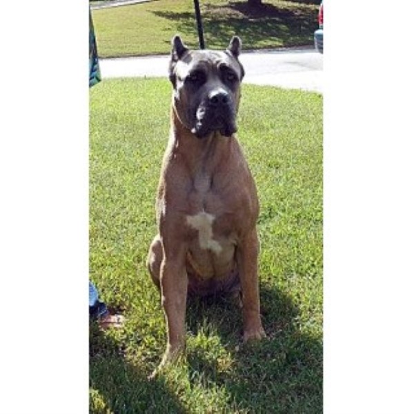 Garmon Cane Corso