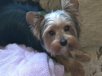 Michelle - Yorkshire Terrier Stud