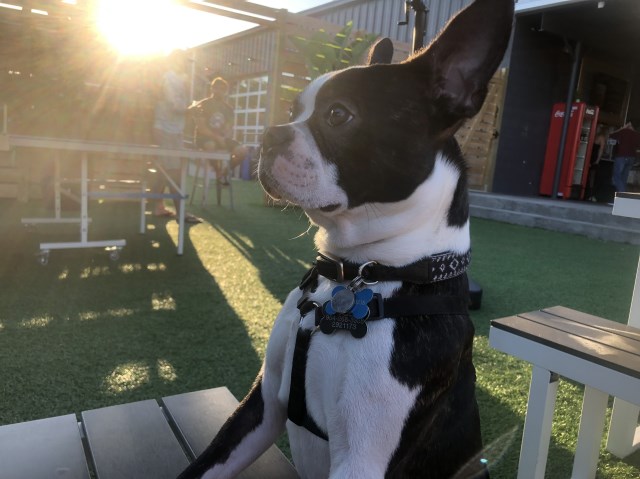 Boston Terrier Stud 26969