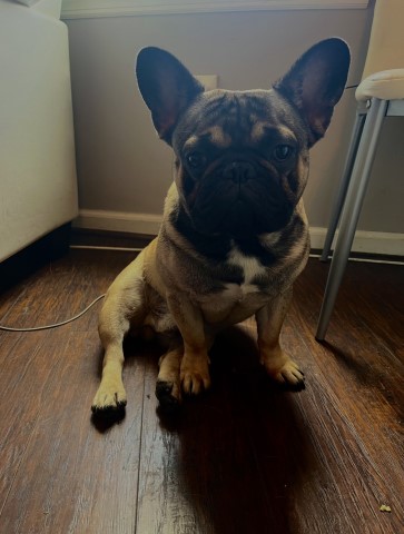 French Bulldog Stud 30373