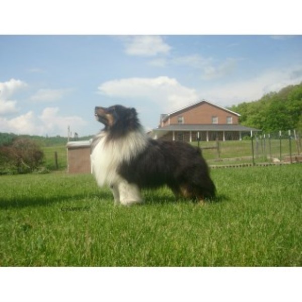 Glamar Shelties