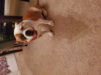 G Tillman - American Bulldog Stud