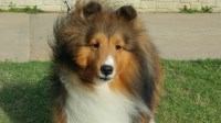 Talisman shelties Shetland Sheepdog breeder