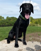 hope4youdogtraining Labrador Retriever breeder