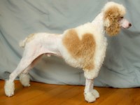 Poodle Miniature thumbnail