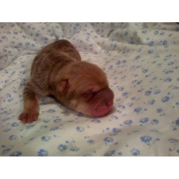 Family Shar Pei Chinese Breeder In Douglasville Georgia Chinese Shar Pei Breeder 21960