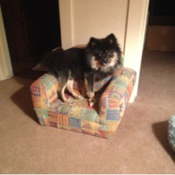 pugs for sale las vegas nv shannon pomeranian stud in las vegas nevada pugs for sale las vegas nv shannon pomeranian stud in las vegas nevada