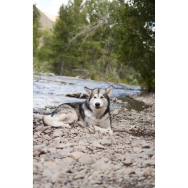 Sawtooth Alaskan Malamutes