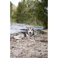 Sawtooth Alaskan Malamutes Alaskan Malamute breeder