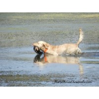 Misty Shores Chesapeakes Chesapeake Bay Retriever breeder