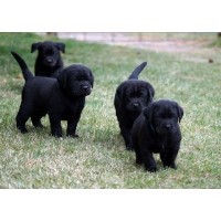 Zumi's Labs Labrador Retriever breeder