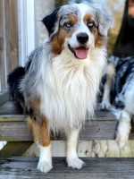 Ashley - Australian Shepherd Dog Stud