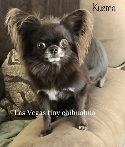 Chihuahua Breeder 27458
