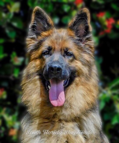 German Shepherd Dog Breeder 25751