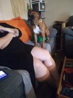 Robin Foster - Boxer Breeder Boxer breeder