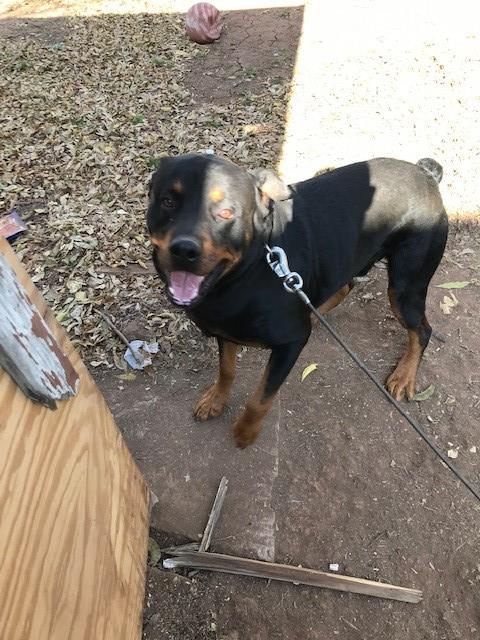 Rottweiler Stud 28634