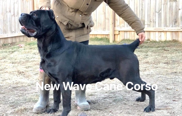 Cane Corso Stud 29038