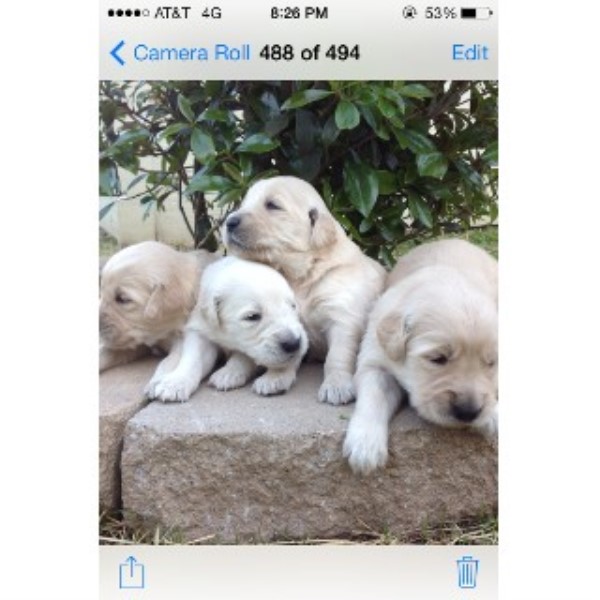 golden retriever breeders ga cole s goldens golden retriever breeder in cartersville golden retriever breeders ga cole s goldens golden retriever breeder in cartersville