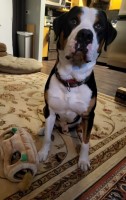 Greater Swiss Mountain Dog thumbnail