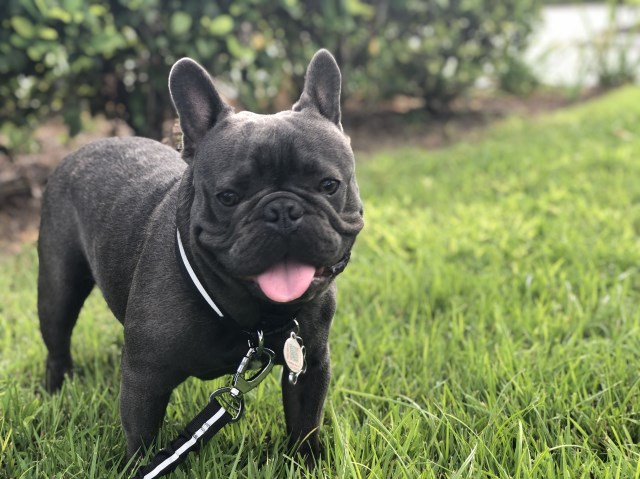 French Bulldog Stud 26473