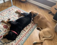 David Mathis - Mastiff Stud