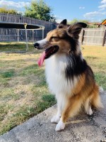 Karlie Tumey - Shetland Sheepdog Stud