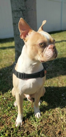 Boston Terrier Stud 29605