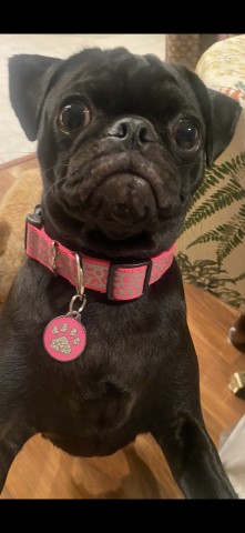 Pug Stud 28557