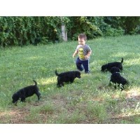 Birdpatch Kennels Poodle Standard breeder